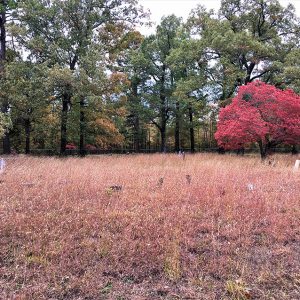 Overgrown cemetery with multicolored grass and trees