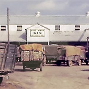 White men with trucks loaded with cotton outside industrial buildings and single-story outbuildings