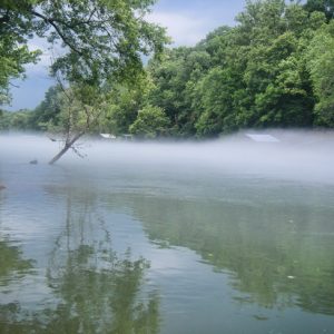 Fog on river with green foliage along the shore