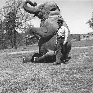 White man in uniform with sitting elephant