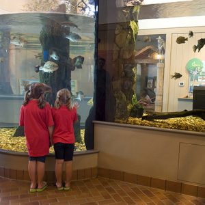 Two white girls in red shirts and black shorts at indoor aquarium looking at fish