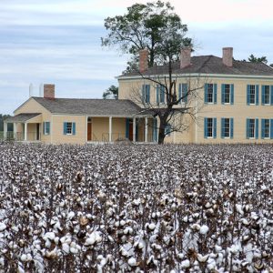 Two-story yellow house with single-story extension and cotton field in foreground