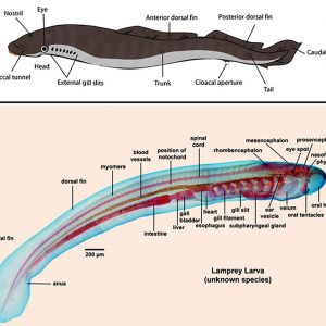 Lamprey body parts labeled both exterior and interior