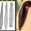 Drawing of different sides of leech and leech on human skin