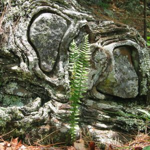 Weathered rock wall and plants on hillside