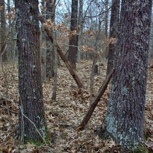 Gravestones in heavily forested area