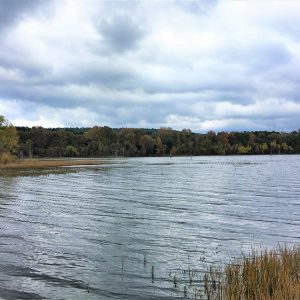 Lake with rippled water and trees in background