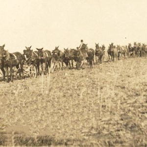 Men with horse drawn wagon train in field