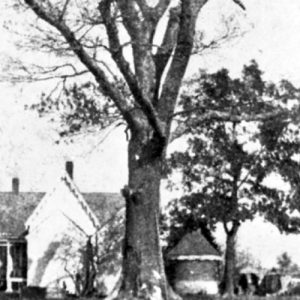 House with tall oak trees and outbuildings