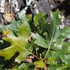 green maple leaves on tree branch