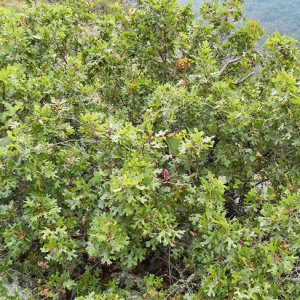 Close-up of maple leaf oak tree with green leaves