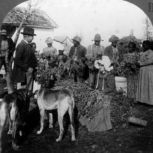 African-American men and women holding peanut plants with white woman sitting in front of them and dogs in the foreground