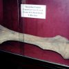 Large femur bone in glass display case with identification card