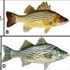 Different types of bass fish with corresponding letters