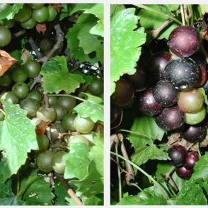 Green grapes on the vine next to image of red grapes on the vine