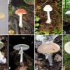 Mushroom types with corresponding letters