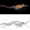 Shrimp on black background and drawing of a shrimp