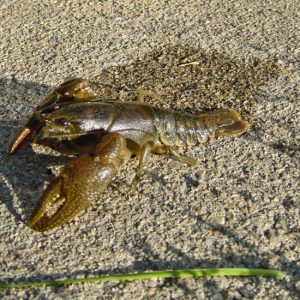 Greenish crayfish on sand