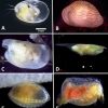 Ostracods under magnification with corresponding letters