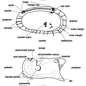 Ostracod diagrams with labeled parts