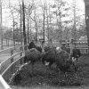 White man and ostriches in round pen with trees and houses in the background