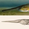 Paddlefish in water above paddlefish drawing