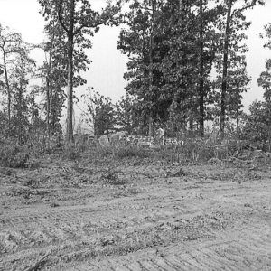 Tire tracks in dirt road with trees in the background