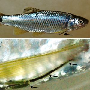 Fish with parasite and close-up of parasite below it