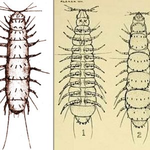 Pauropod drawings with corresponding letters