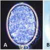 Microscopic organisms with corresponding letters