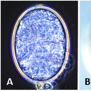 Microscopic organisms with corresponding letters