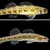 Different types of darter fish with corresponding letters