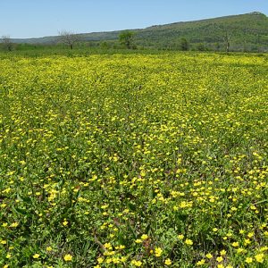 Field covered in yellow flowers with trees and mountain in the background