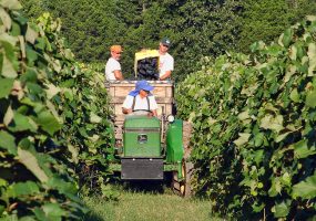 White man sitting on green tractor while two white men load grapes onto wooden bin behind it in vineyard