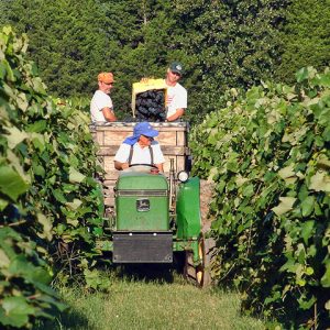 White man sitting on green tractor while two white men load grapes onto wooden bin behind it in vineyard