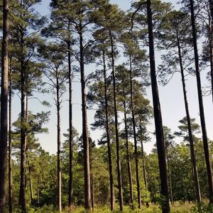 Group of tall pine trees in forest