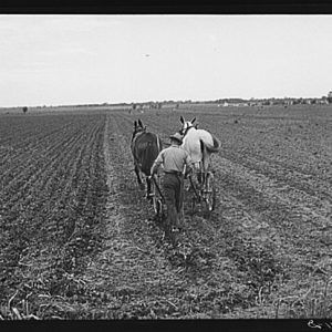 Farmer using a horse drawn plow in a large field