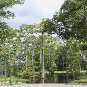 Wooden sign with swamp and tall trees in the water