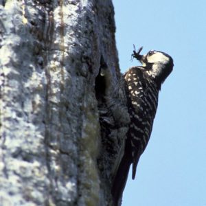 Woodpecker on sap dripping tree with insect in beak