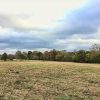 brown grass field with trees in the background