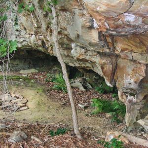 Exterior of cave entrance with ferns growing inside it