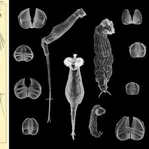 Rotifer diagrams and images under magnification