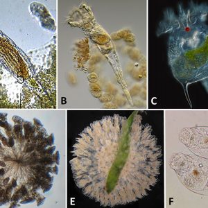 Rotifers under magnification with corresponding letters