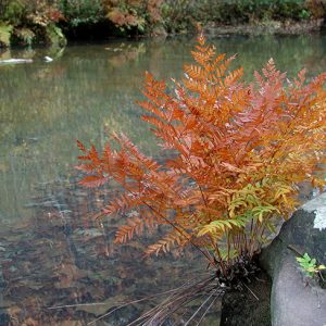 Red and yellow ferns growing by river