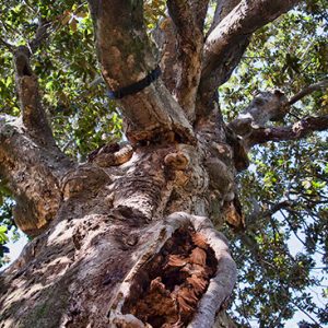 View of tree trunk and branches from underneath