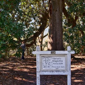 Tree with green leaves and white wooden sign under it