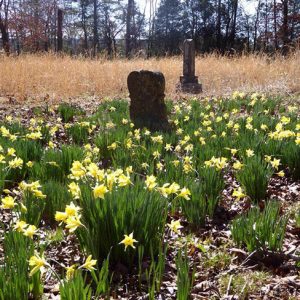 Flowers and gravestones in overgrown rural cemetery