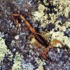 Closeup of scorpion with dark semi translucent exoskeleton on lichen covered rock