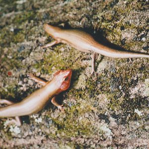 Two lizard-like reptiles with orange coloring on rock