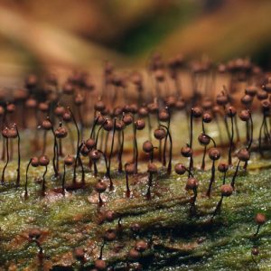 Brown balls on thin stems on top of green slime